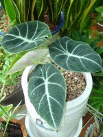 알로카시아종류1