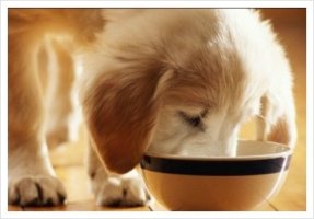 강아지사료추천3