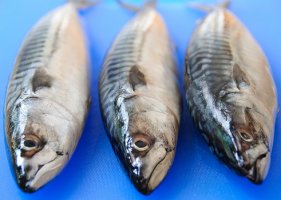 오메가3의효능4