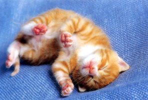 Re:이종님들 두번째 부탁입니다. (고양이관련)