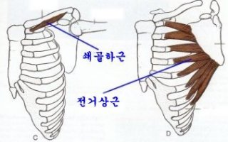 가슴근육1