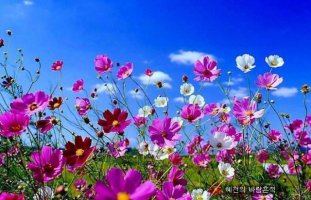 다네 이미지