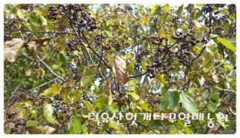헛개나무열매판매4