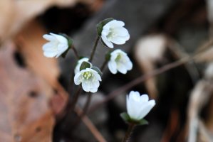 다시 찾은 복수초와 변산바람꽃,노루귀