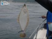 영흥도바다낚시5