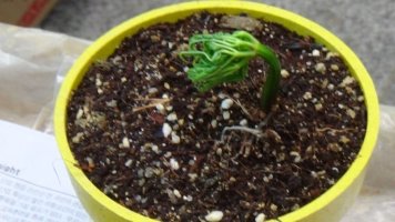 6년근인삼가격6