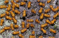 먼지다듬이벌레2