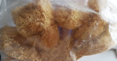 노루궁뎅이버섯먹는법1