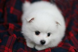 강남구강아지분양4