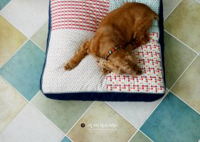 애견방석2