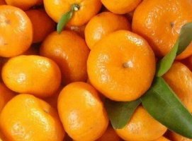 귤 효능 및 칼로리 BEST