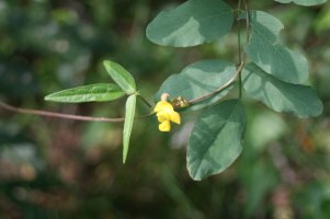 새팥[Vigna angularis var. nipponensis (Ohwi) Ohwi & H.Ohashi]