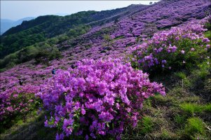 황매산철쭉