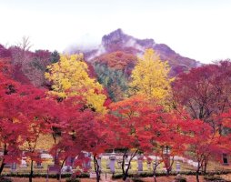 내장산단풍축제2