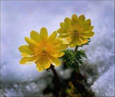 복수초 (福壽草)