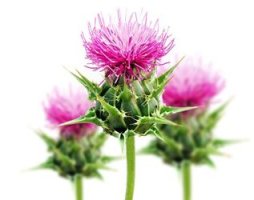 MILKTHISTLE4