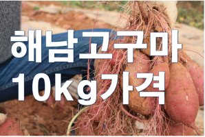 고구마10KG5