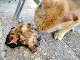 신혼여행보라카이4