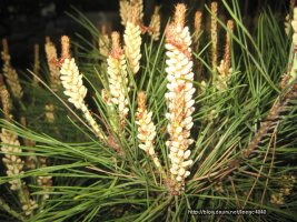 송화가루의 효능