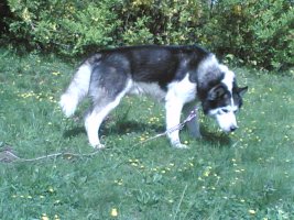 시베리안허스키2