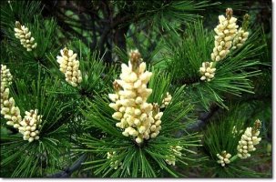 송화가루 채취방법