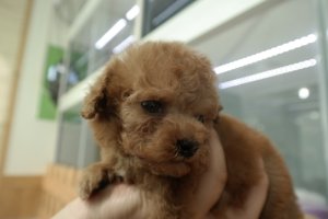 티컵강아지분양4