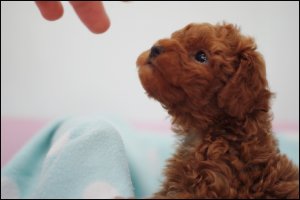 강남구강아지분양2