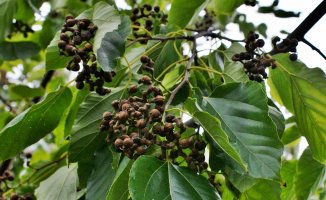 헛개나무-지구자 나무-호깨나무 Hovenia dulcis Thunb