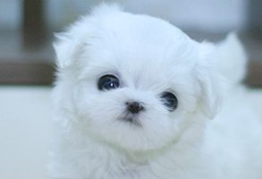 티컵강아지분양1