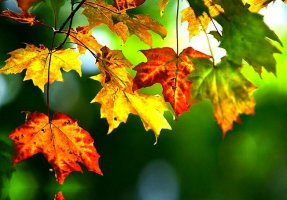 가을 엽서...Autumn / Tol &Tol