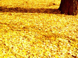 은행나무 아레서