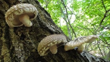 표고버섯균사체5