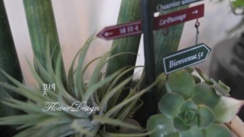 스투키 키우기1