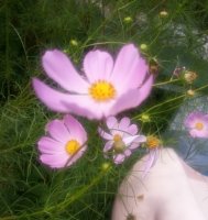 안면도팬션추천4