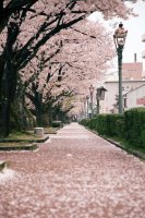 《주말나들이》 봄꽃카스카톡배경화면벚꽃여행핑크장미