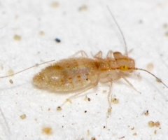 먼지다듬이벌레1