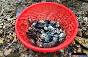 안면도갯벌체험1