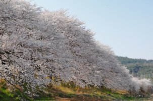 경주 벗꽃
