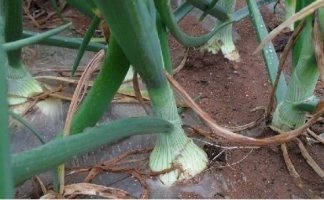 양파즙만드는방법6