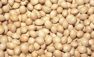 가로수 은행 안전하지만 10알 이상 먹었다간..