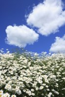 부산불꽃축제숙박5