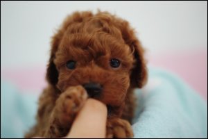 강남구강아지분양3