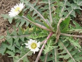 구덕 ((하얀민들레)) 의 효능입니다