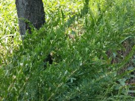 야간문채취시기3