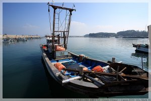 홍원항전어축제3