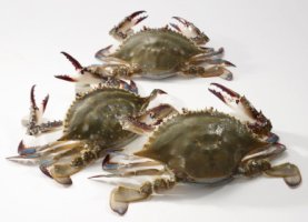 "꽃게철이 돌아왔다"..대형마트 '햇 꽃게' 기획전 실시