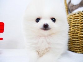 포메라니안분양1