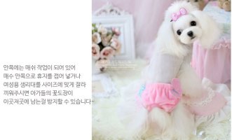 강아지생리팬티4