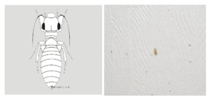 먼지다듬이벌레4