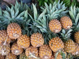 파인애플(pineapple)에 관한 의외의 사실